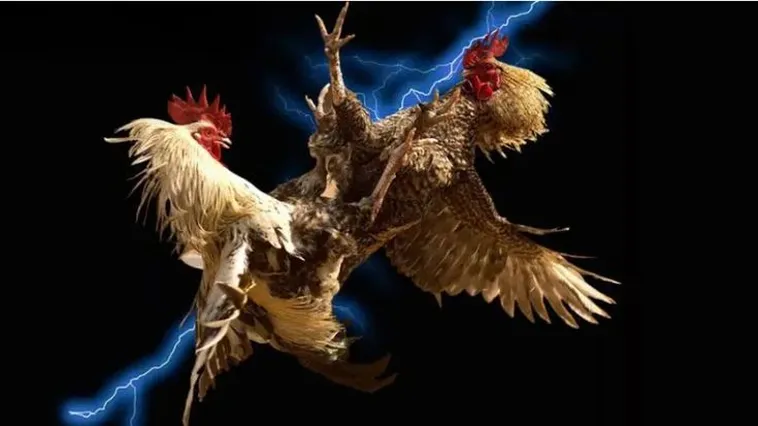 Đá Gà 123WIN - Bí Quyết Thắng Lớn Tại Sân Chơi Uy Tín
