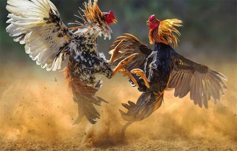 Tham Gia Đá Gà WS168 Tại 123WIN: Hướng Dẫn Chi Tiết 2 Tham Gia Đá Gà WS168 Tại 123WIN: Hướng Dẫn Chi Tiết